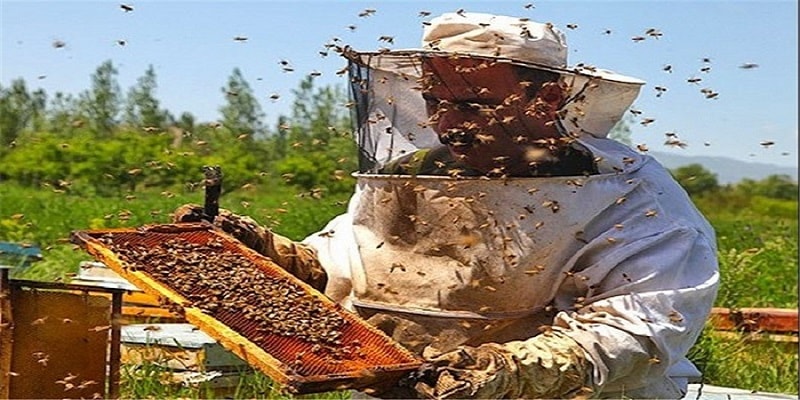  شغل زنبورداری به عنوان شغل دوم