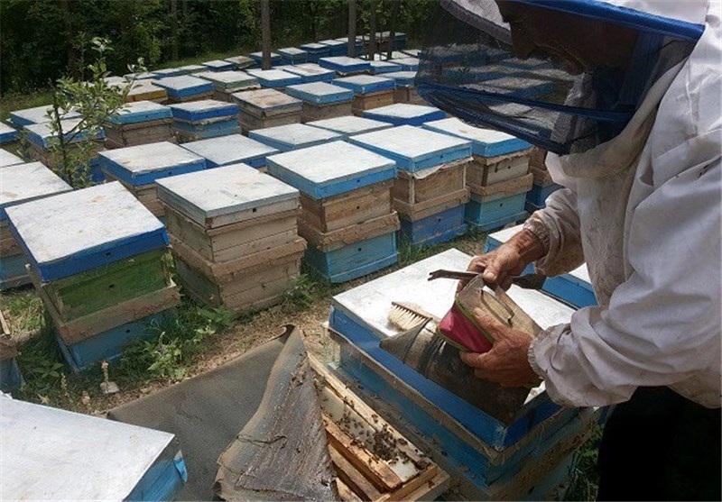 نکات مهم مدیریتی در پرورش زنبور عسل در فصول مختلف سال