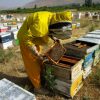پرورش زنبور عسل در ایران -1