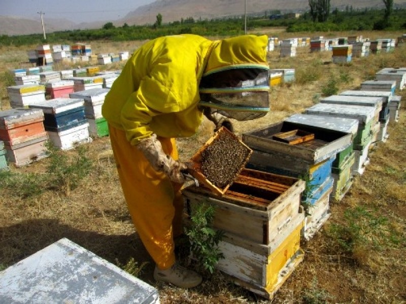 زنبورداری پیشرفته در ایران