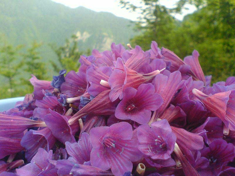 داروهای مهم در طب سنتی ، گل گاوزبان