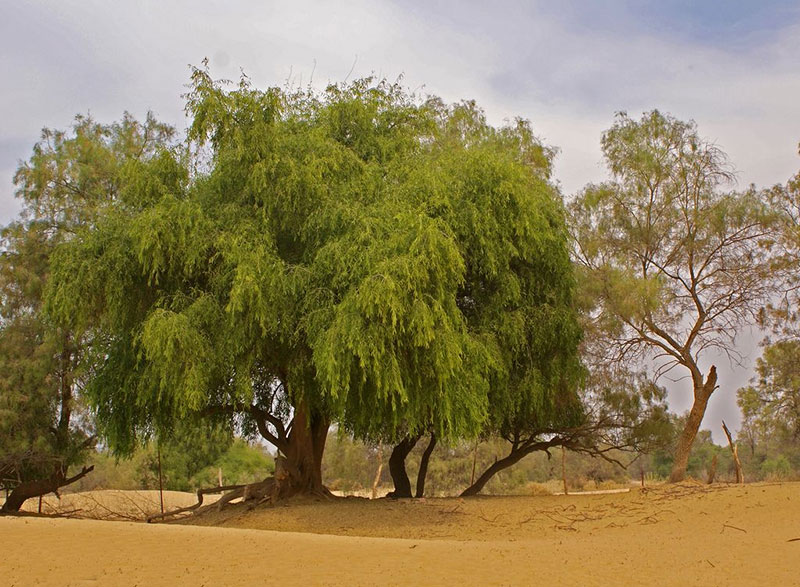 درخت اراک -1