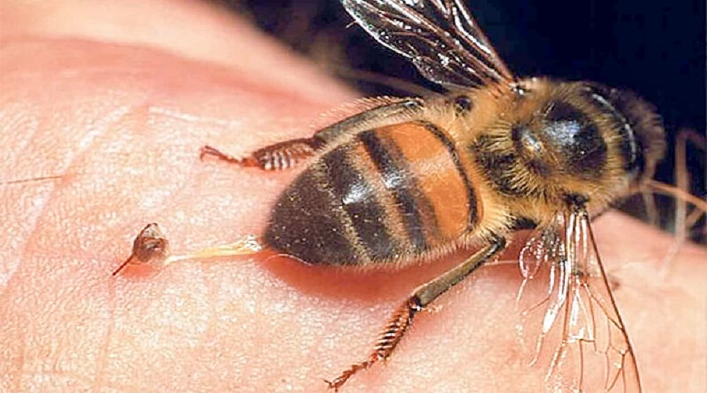 جمع آوری زهر زنبور عسل