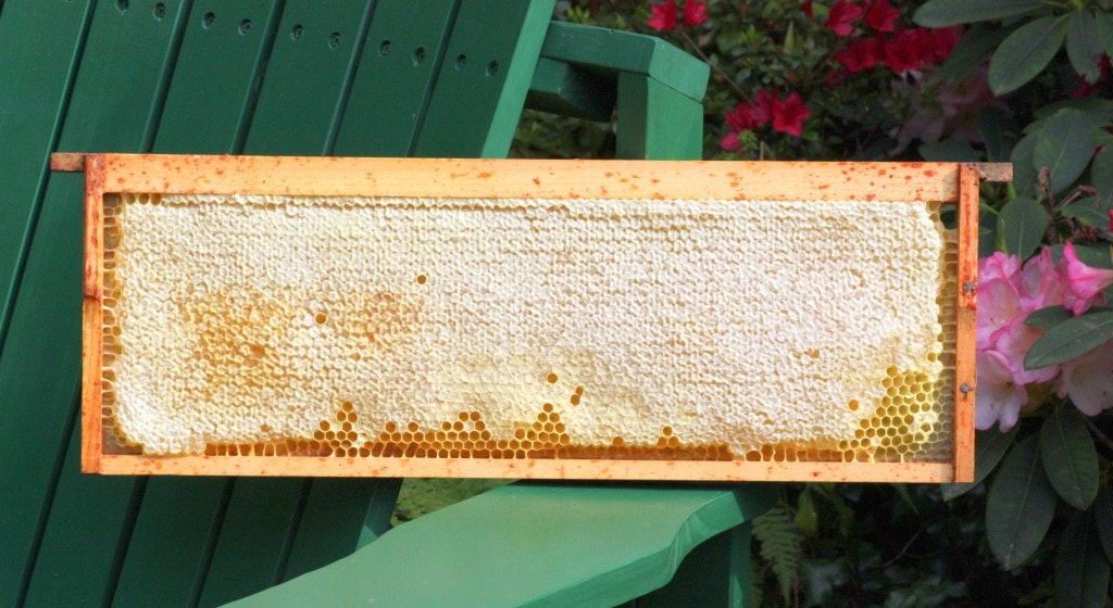 تولید عسل شان