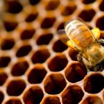 فعالیت های زنبور عسل