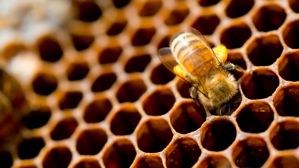 فعالیت های زنبور عسل