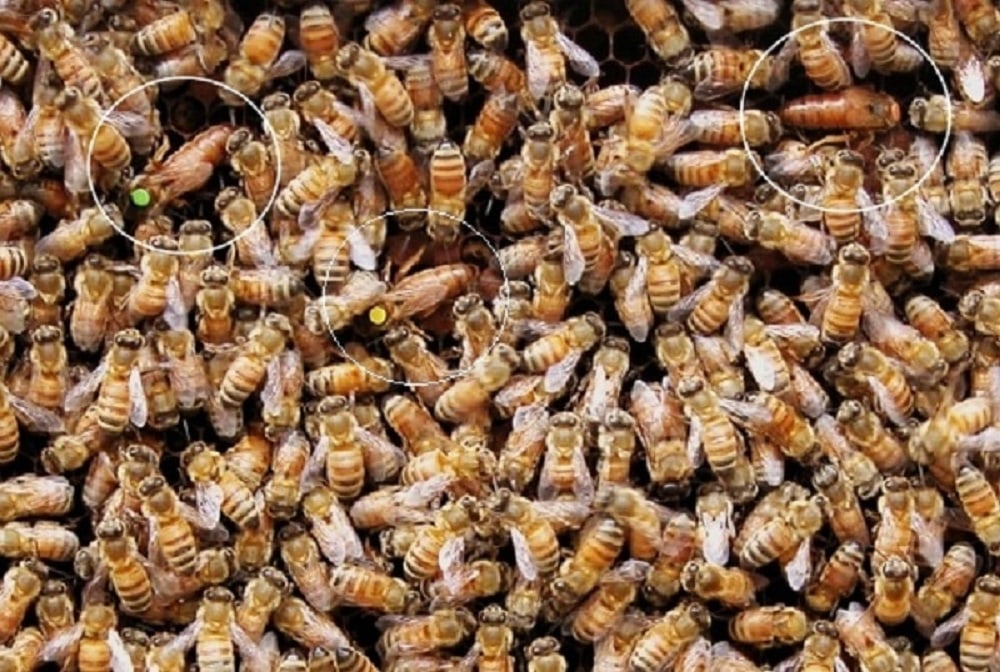 مدیریت دو ملکه ای کندوهای زنبور عسل