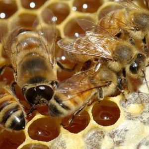 تولید دائمی ملکه زنبور به وسیله هر جمعیت