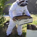 جلوگیری از بچه دادن زنبور عسل