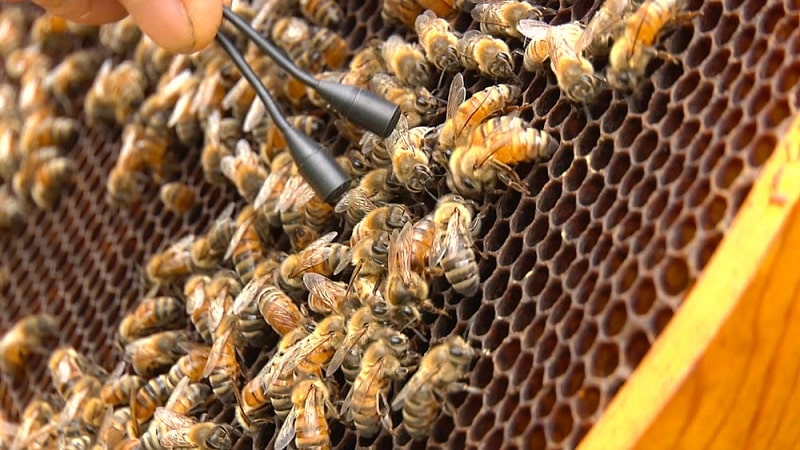 فعالیت های زنبور عسل داخل کندو