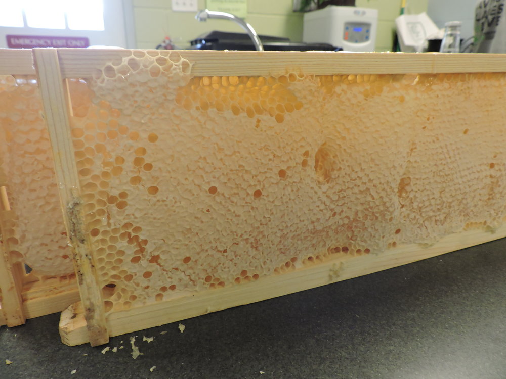 مدیریت کلنی های زنبور عسل برای تولید عسل شان