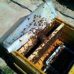 شربت دادن به زنبور