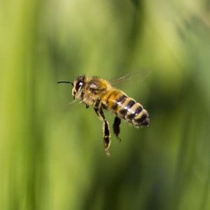 دفع مدفوع زمستانی زنبور
