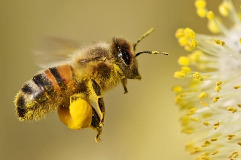 گرده افشانی با زنبورعسل
