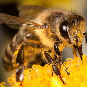جیره غذایی زنبور عسل