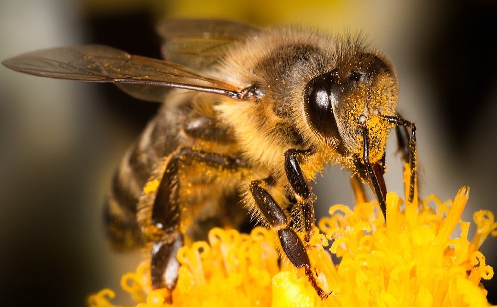جیره غذایی زنبور عسل