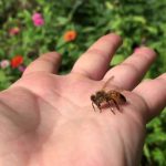 زنبور پاکتی