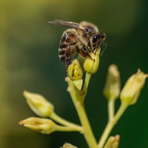 آمپول زهر زنبور عسل