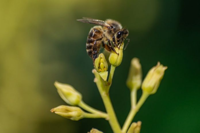 آمپول زهر زنبور عسل