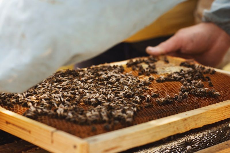 حساسیت به زهر زنبور عسل