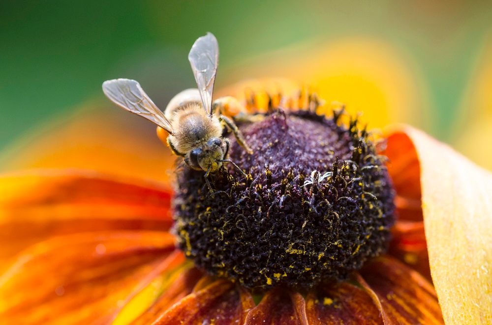 نیش گذاری زهر زنبور عسل