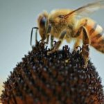 پرورش زنبور عسل در ایران