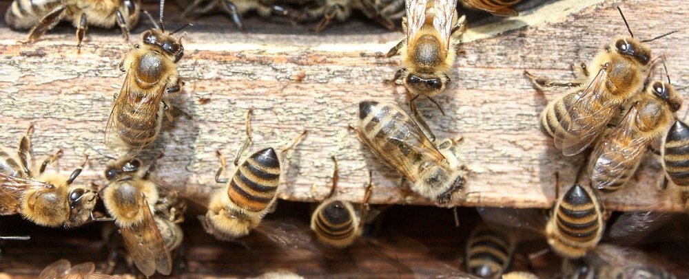 رفتار با زنبورها