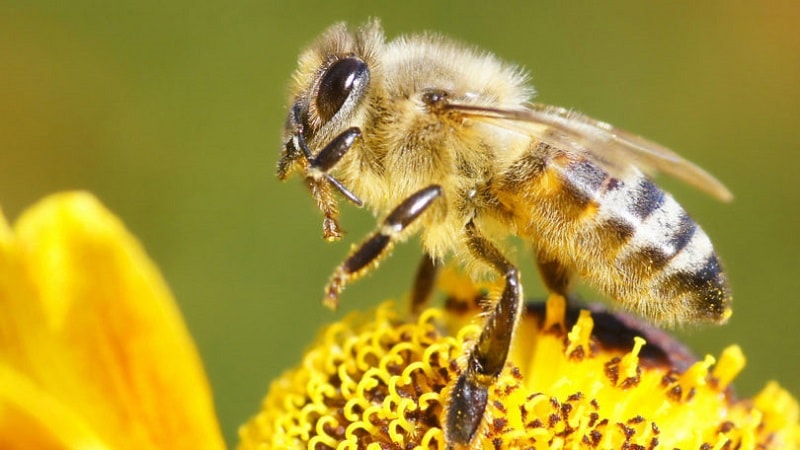 نژادهای زنبور عسل اروپایی