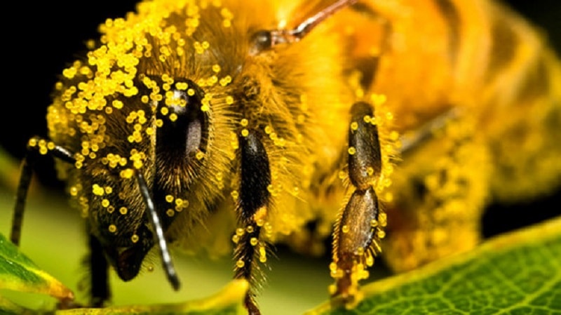چرا زنبور عسل مهم ترین حشره گرده افشان است؟