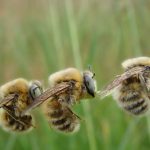 اافزایش زنبورهای نر پرقدرت