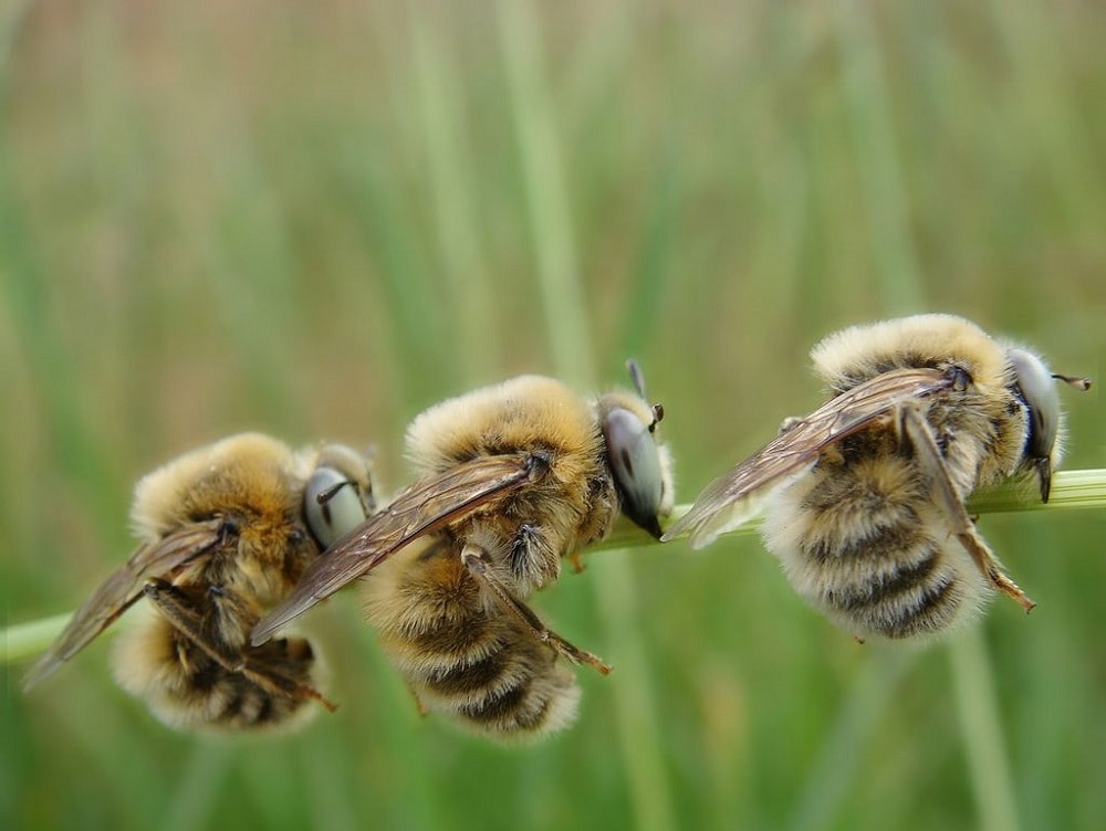 اافزایش زنبورهای نر پرقدرت