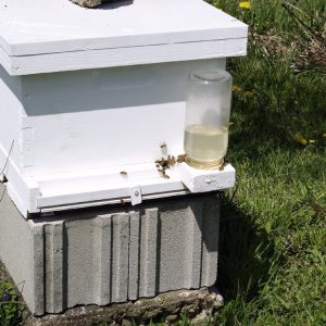 شربتها و غذاهای زنبور عسل