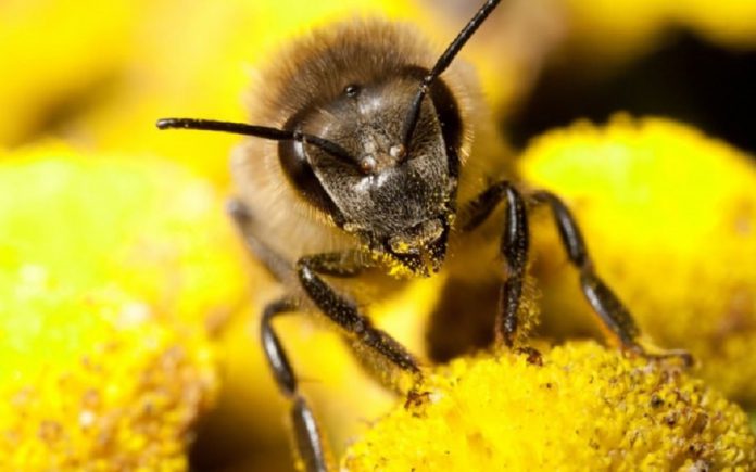 ارزش غذایی گرده گل در تغذیه زنبور عسل