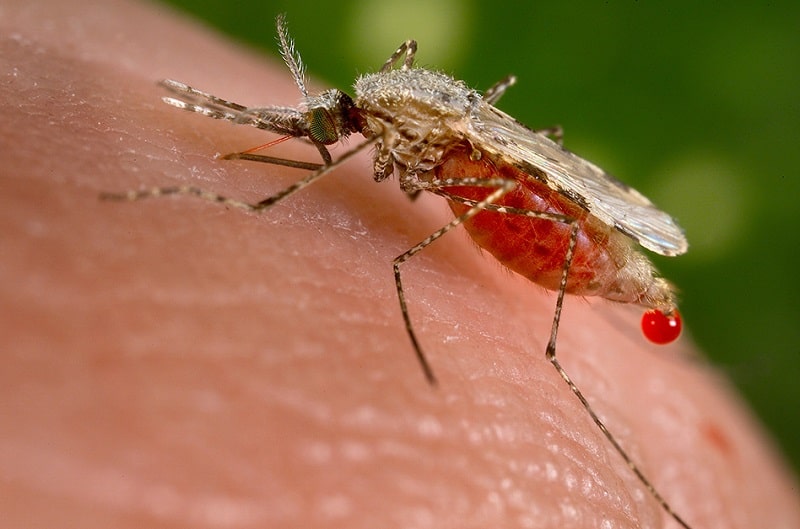 درمان مالاریا با زهر زنبور