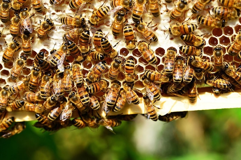 جلوگیری از بچه دادن زنبور عسل