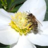 زنبور درمانی با اولتراسونوفورز