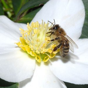 زنبور درمانی با اولتراسونوفورز