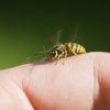 موارد تجویز زهر زنبور