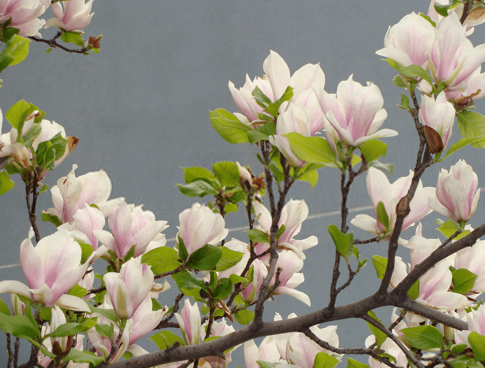 تیره ماگنولیا (Magnoliaceae) - آیدانا
