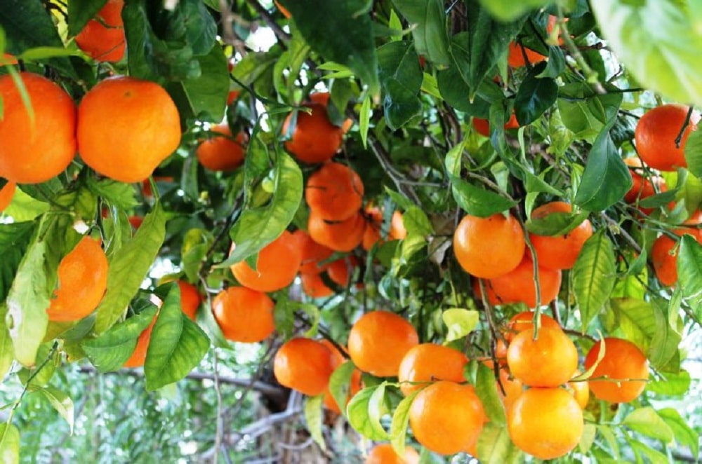 درخت پرتقال و روغن پرتقال