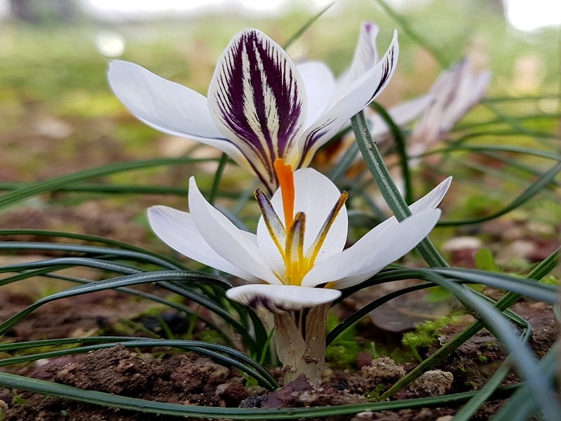 زعفران سفید دو گله Crocus biflorus 