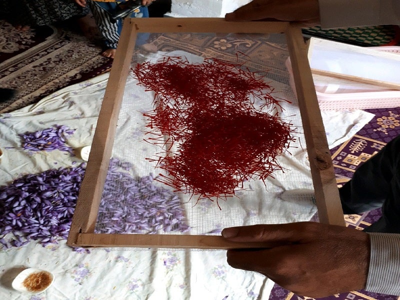 خشک کردن زعفران به روش سنتی