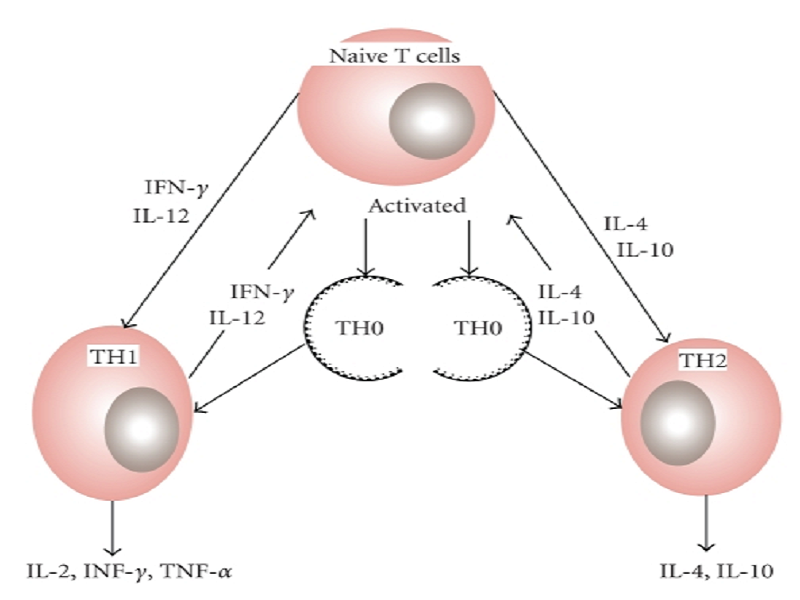 تمایز سلول های Th1 / Th2 ایجاد شده به واسطه سیتوکین