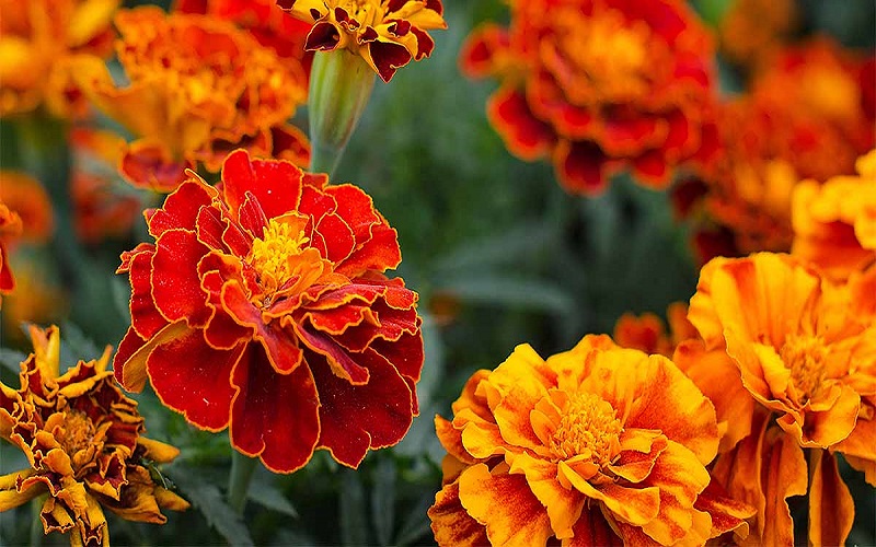 گل همیشه بهار Marigold