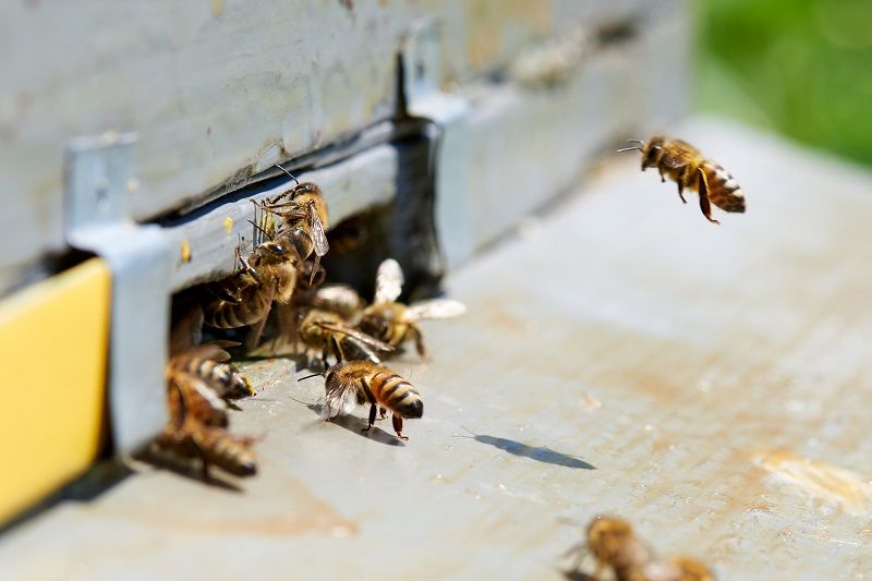 نحوه جابجایی زنبورها زمان انجام زنبور درمانی