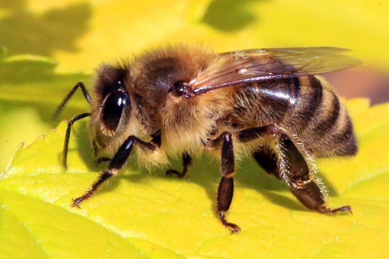 درمان حساسیت و آلرژی با آمپول زهر زنبور عسل