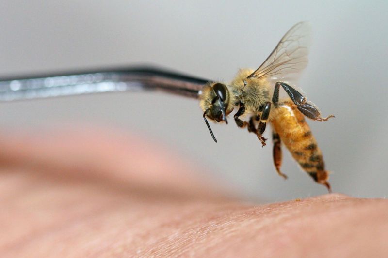 تکنولوژی جمع آوری زهر زنبور عسل با روش شوک الکتریکی 