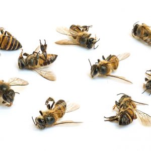 زنبور عسل مرده