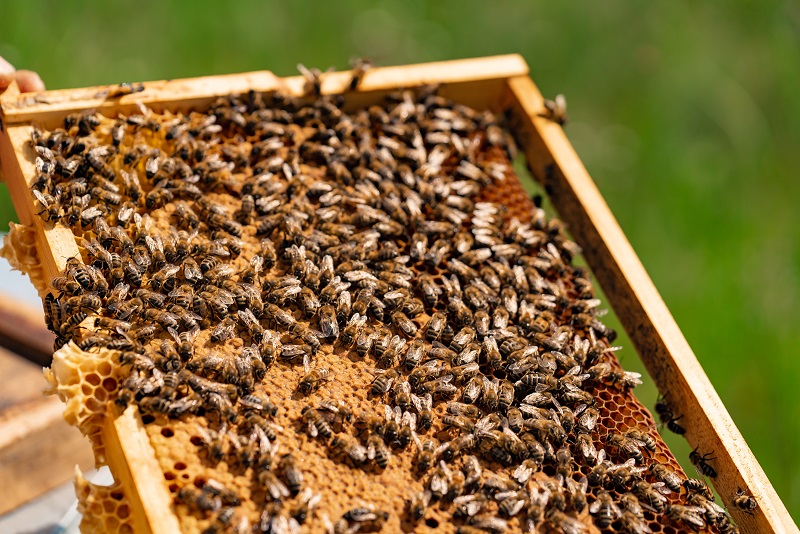 گرده افشانی با زنبور عسل
