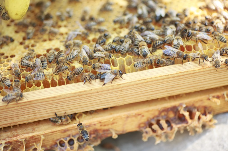 نقش زنبور عسل در اقتصاد ملی 